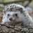 Hystricidae