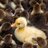 QuackQwack