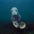 moneyspreadseal