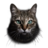zfzvbhbjvuwr