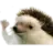 GalHal69