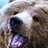 a bear