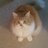 MapleTheCat