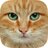 Theorangecat