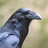 soulraven668