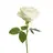 White Rose