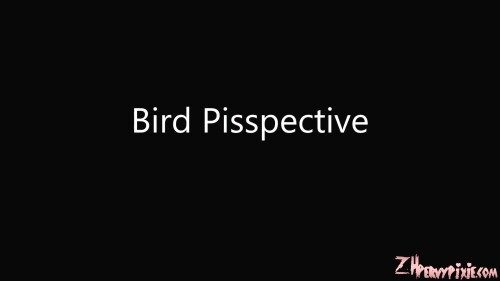 BirdPisspective.mp4_snapshot_00.03.088.md.jpg