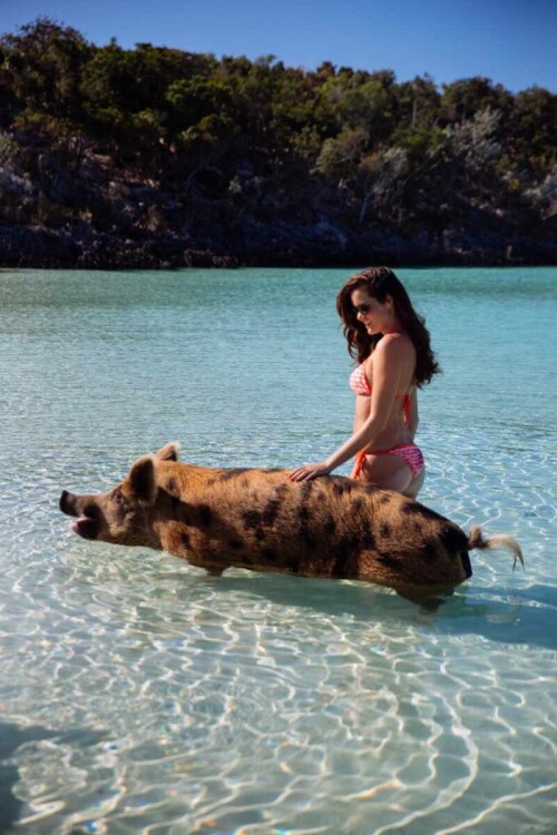 Swimming-Pigs-Bahamas-18c6e0fc475871836c.md.jpg