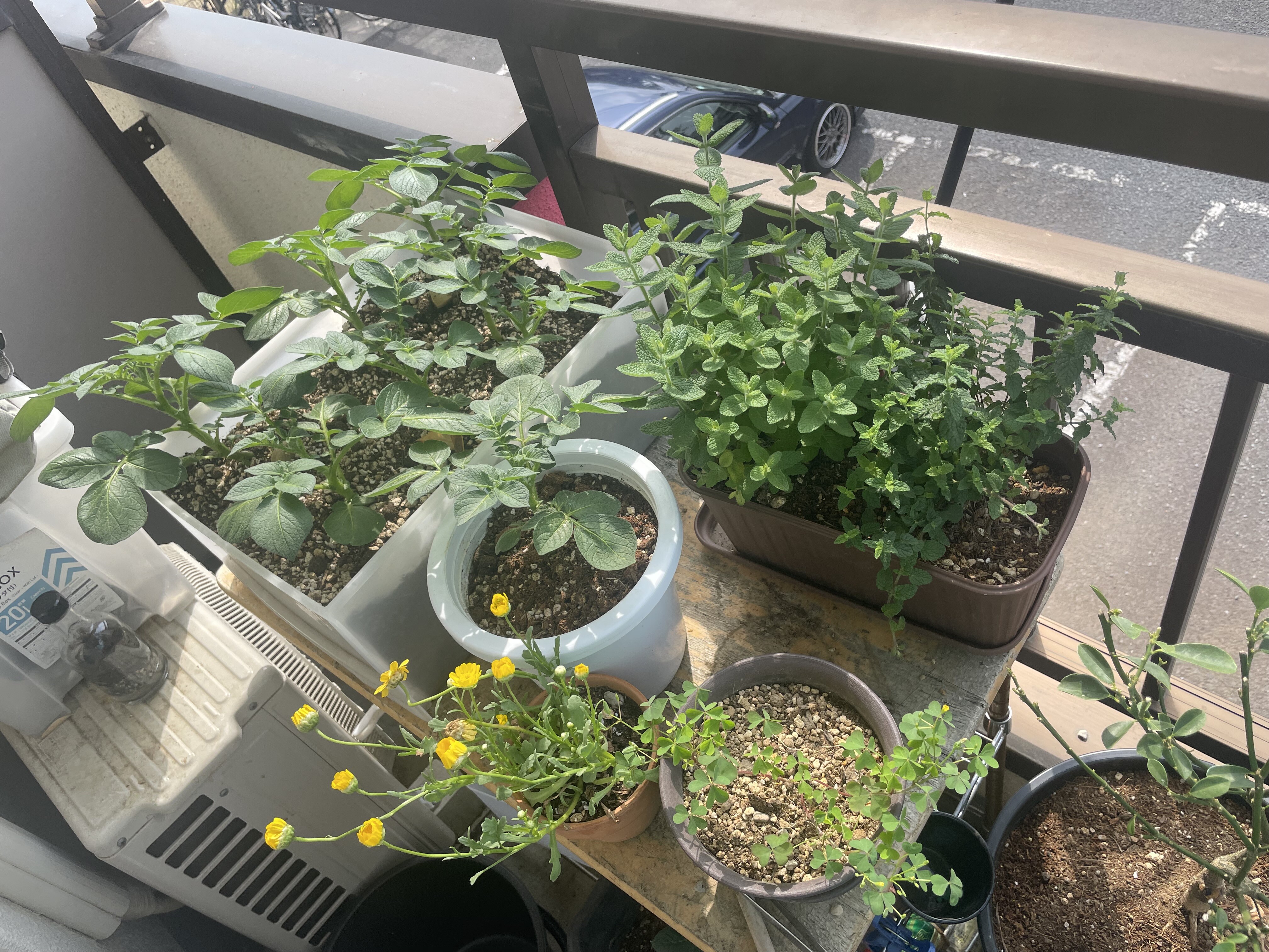 1Garden
