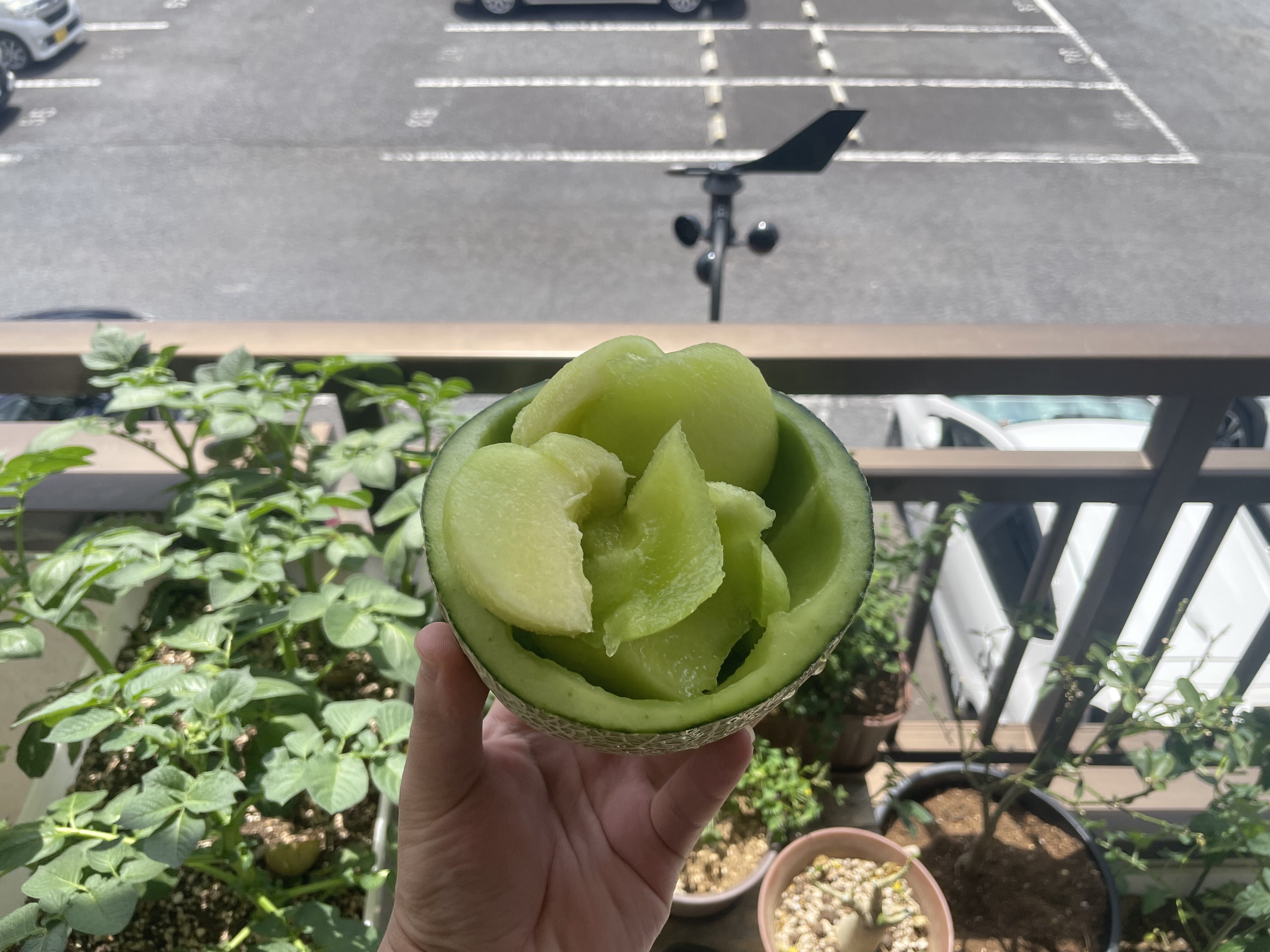 1garden