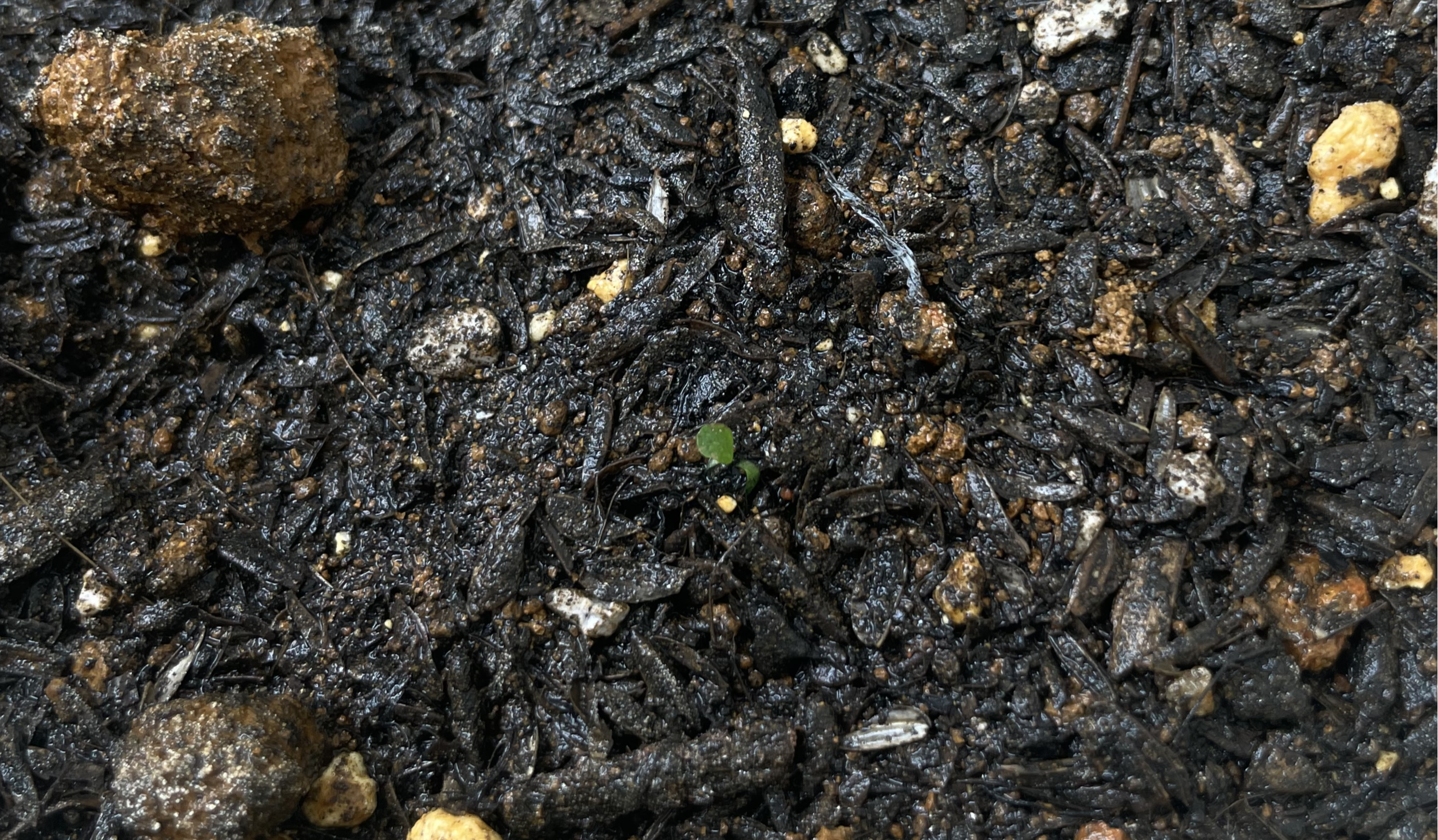 2dandelion