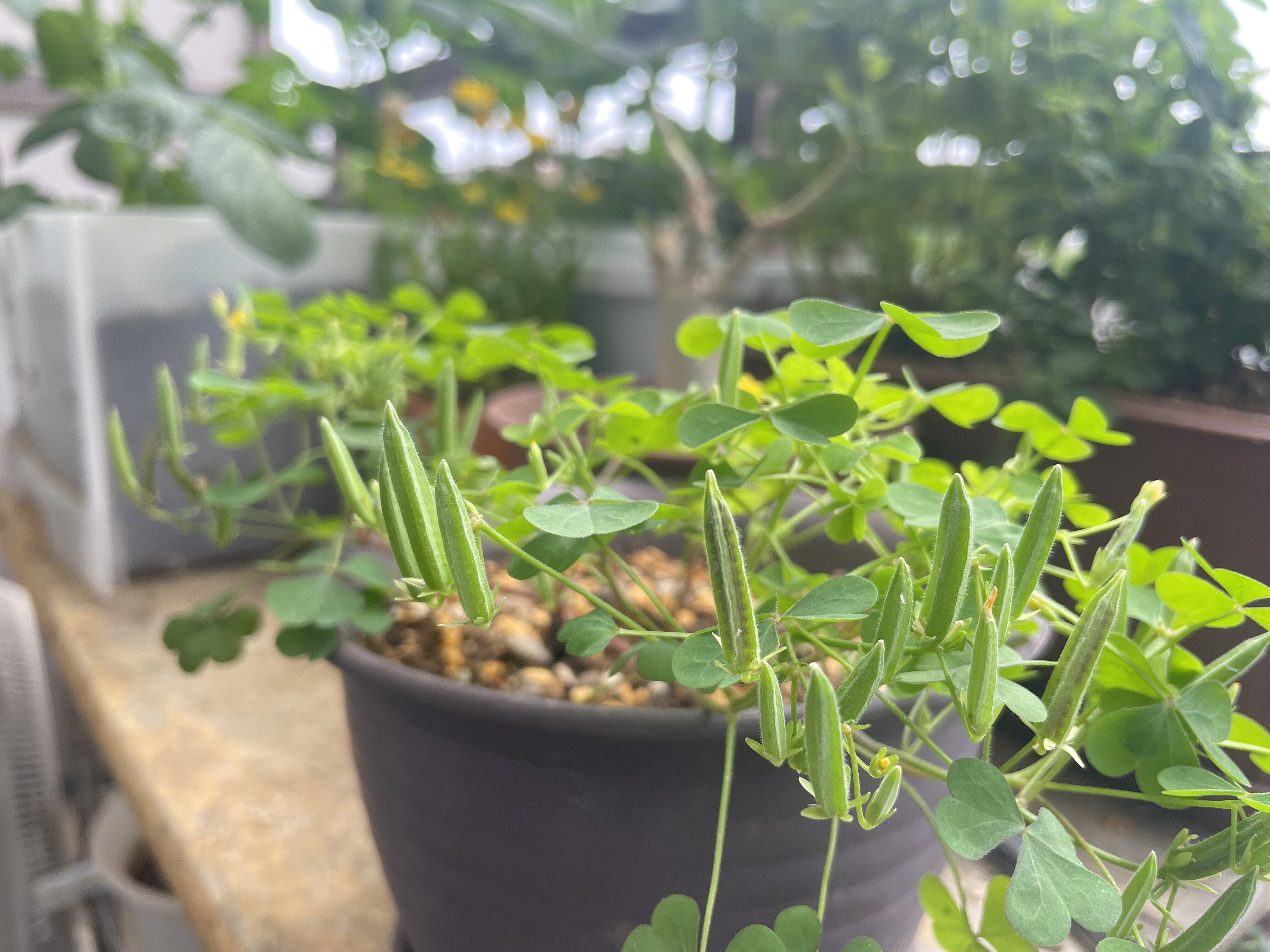 2woodsorrel