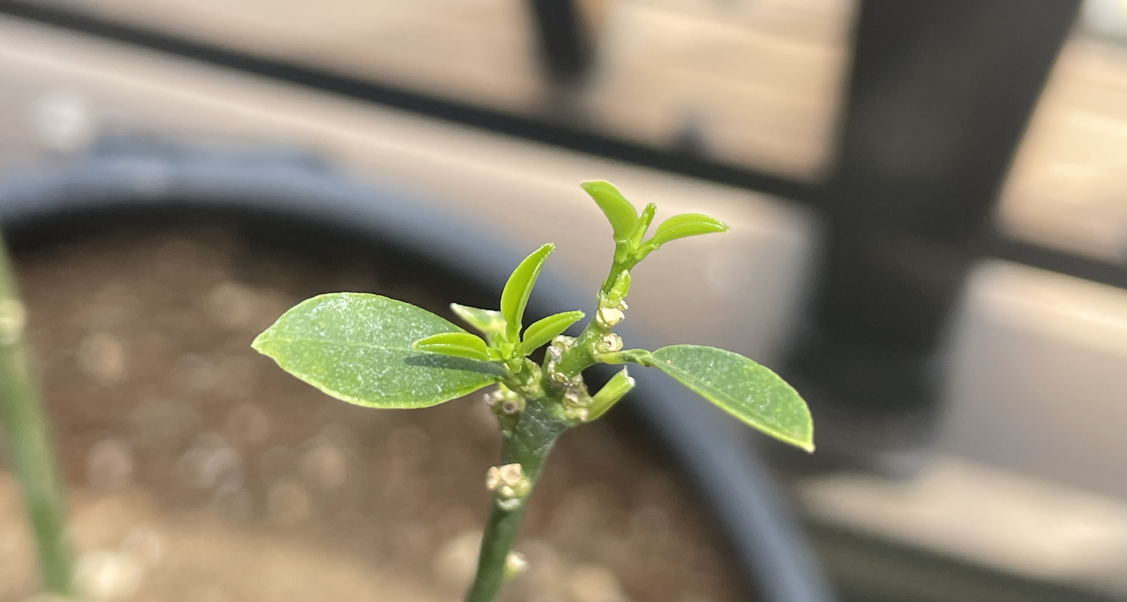 3kumquat
