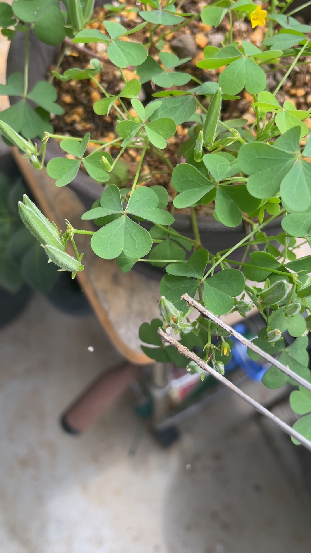 3woodsorrel blast