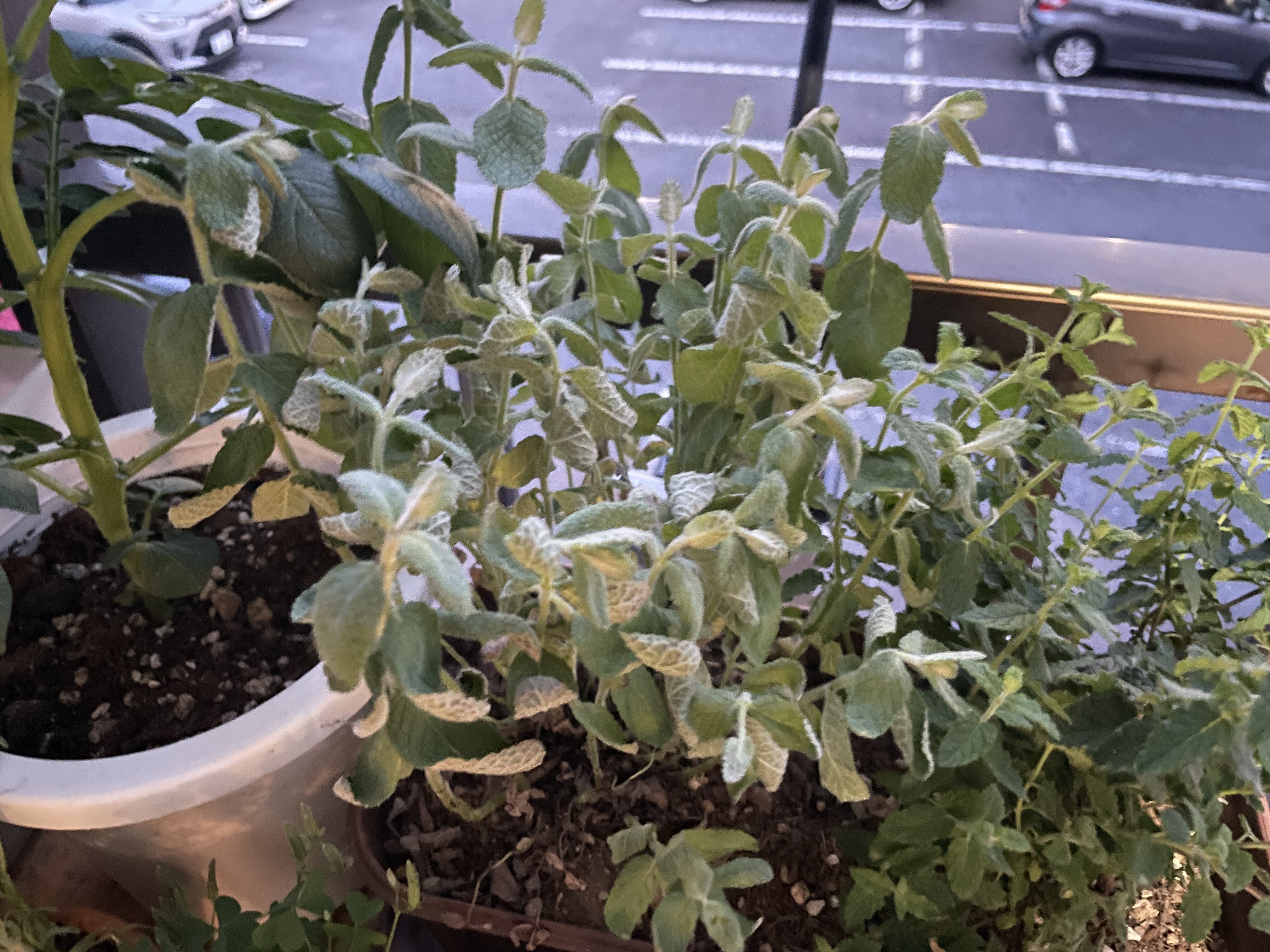 4dying mint