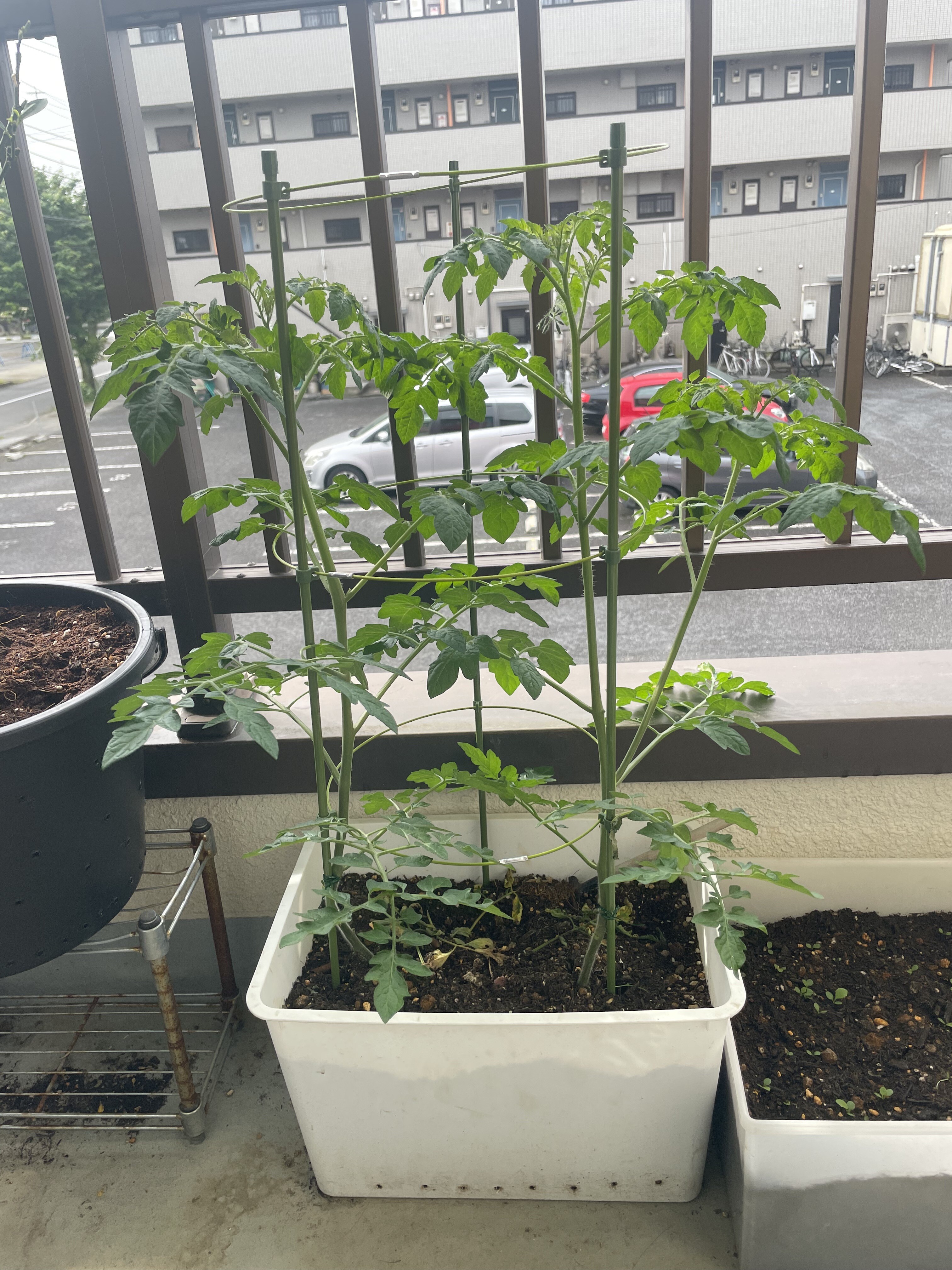 6tomato