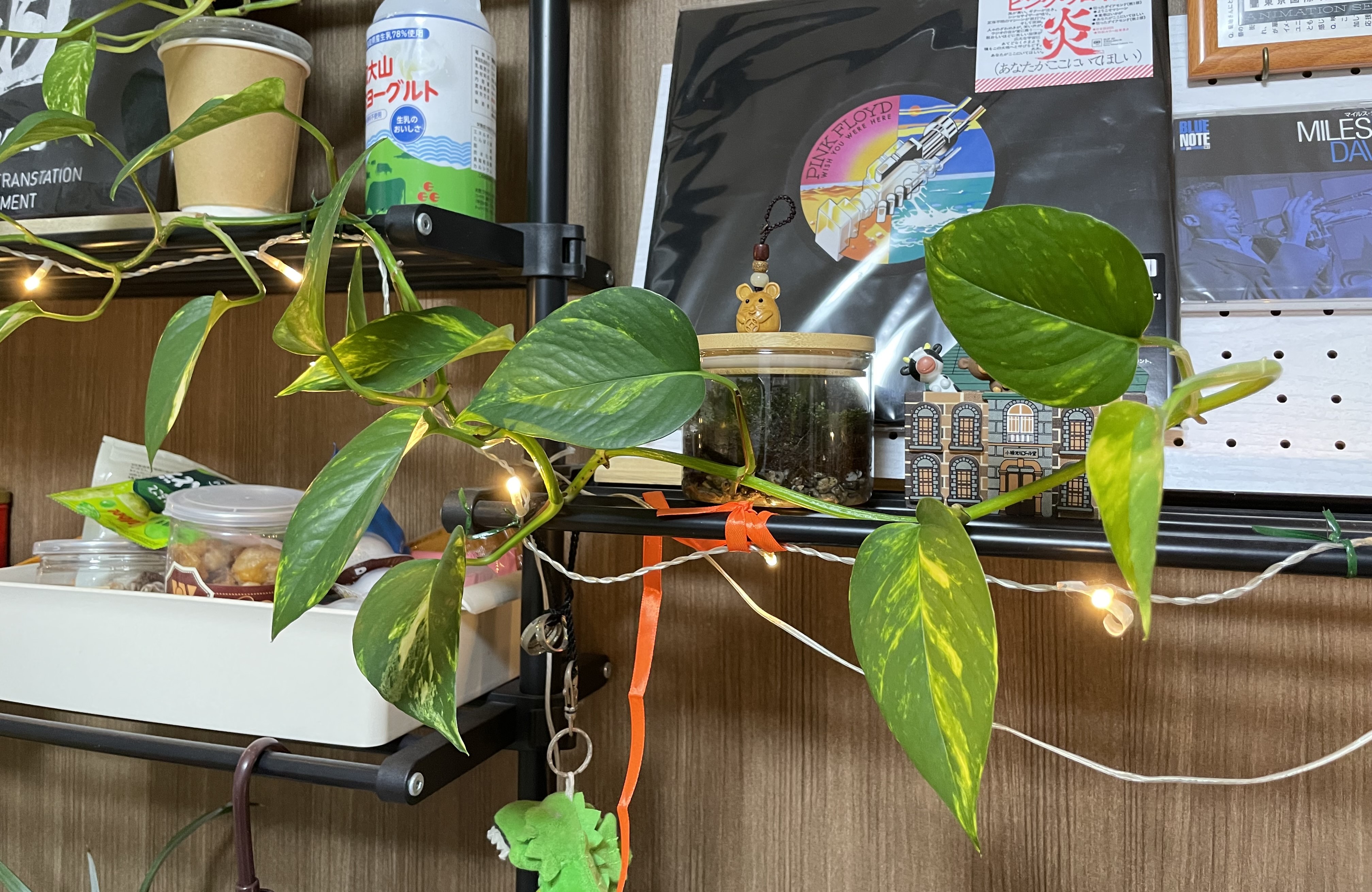 7golden pothos