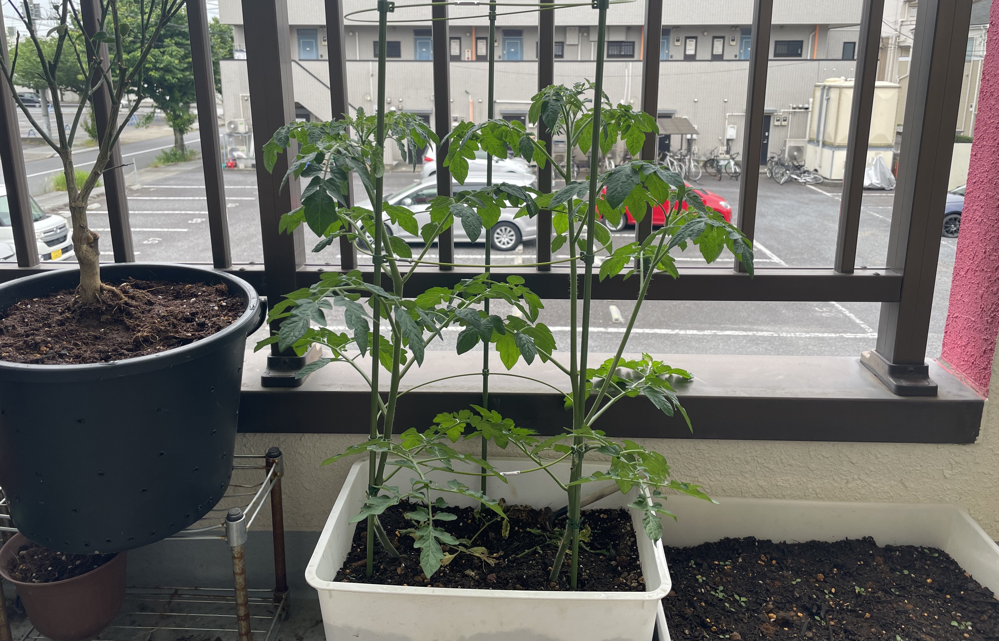 7tomato