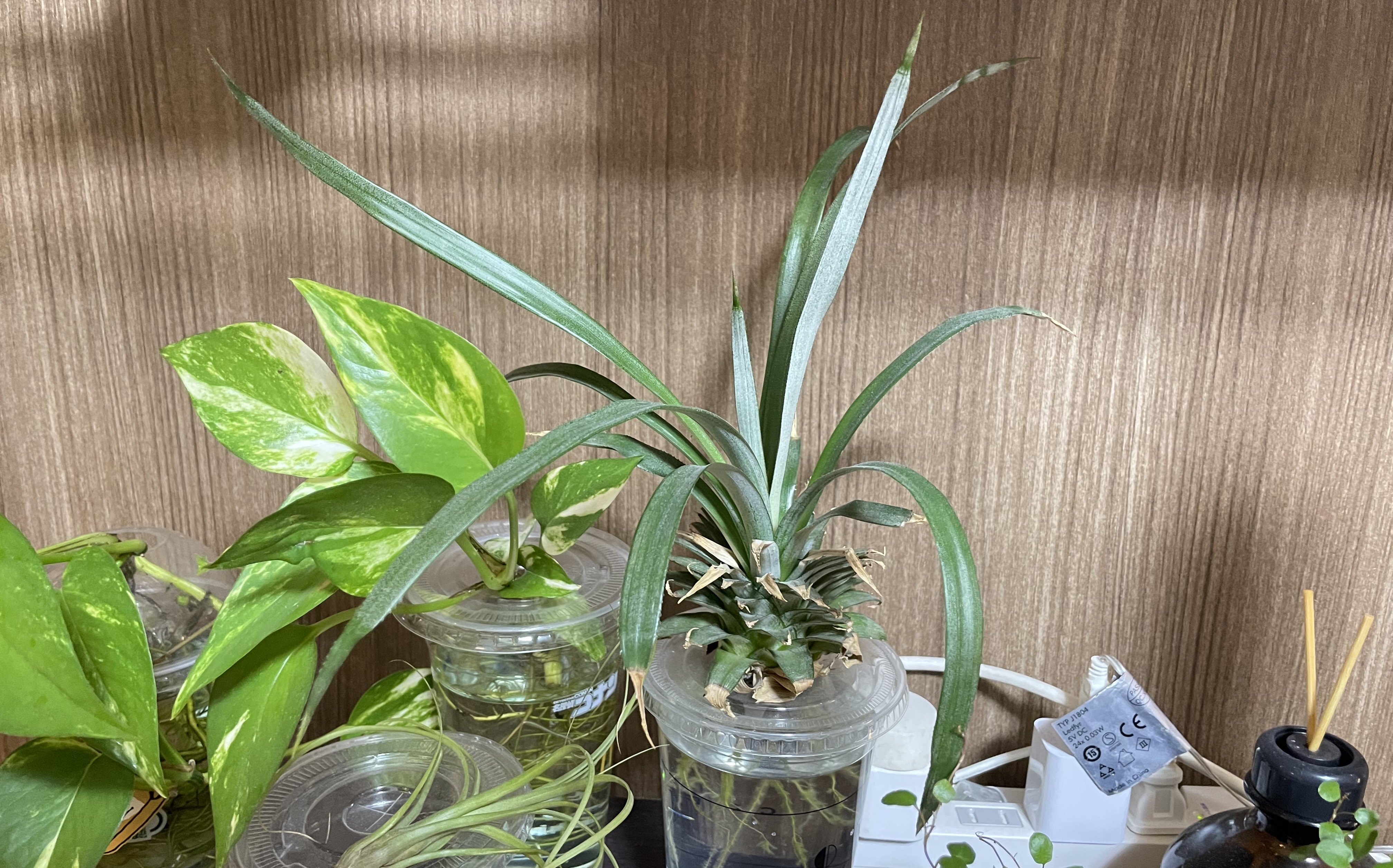 8pineapple