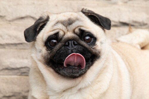 pug-dog-breed-profile-1117989-03-54468a9b49ad4a3abc2da72ed879fc43b3b83cbfd4e978af.jpg