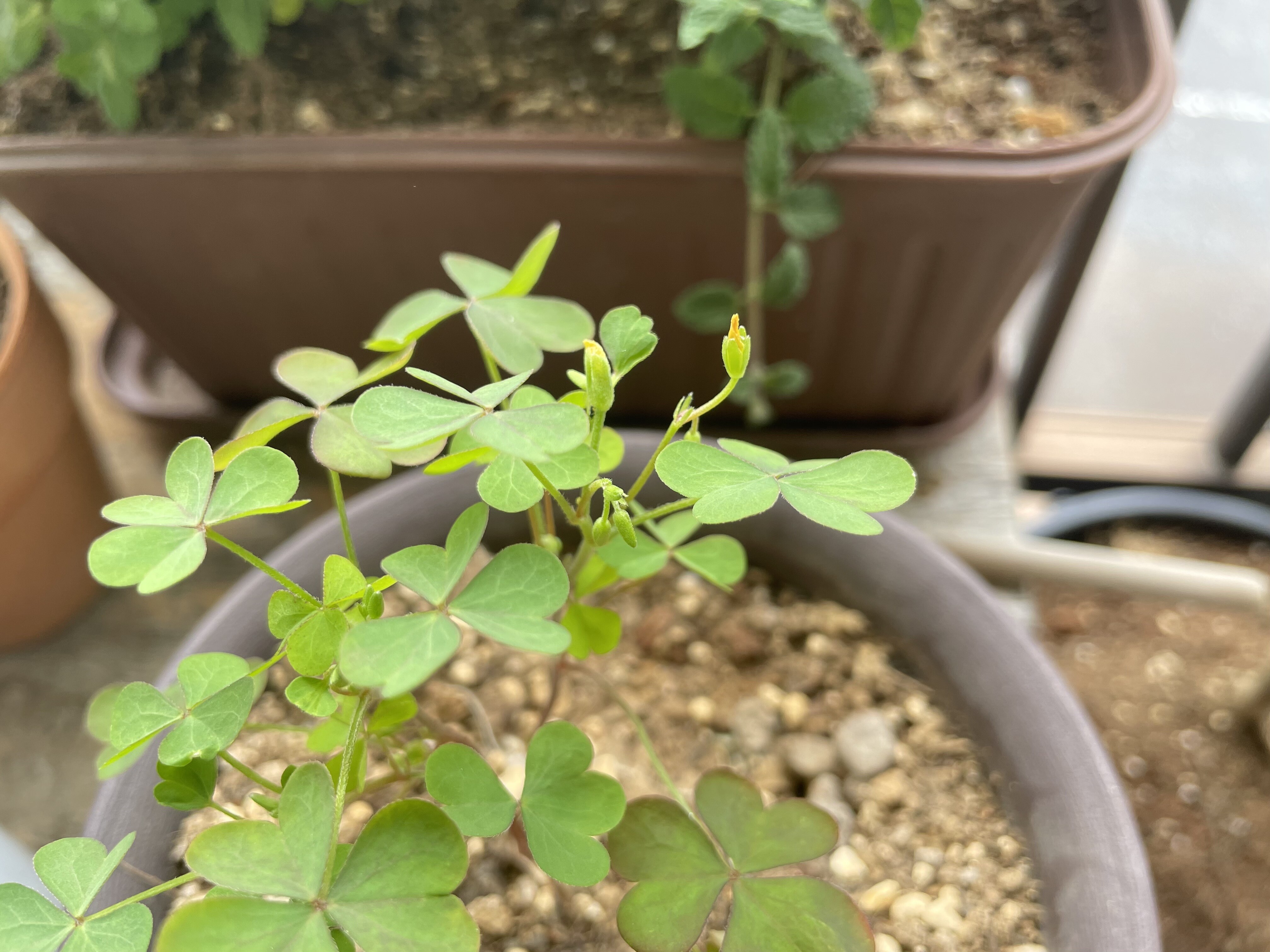 woodsorrel